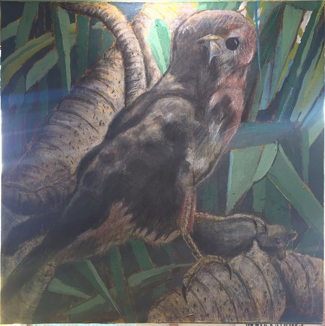 Hawaiian Hawk by Rob Lilly